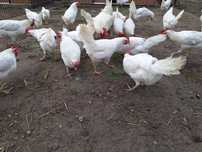 Kury leghorn, leghorn