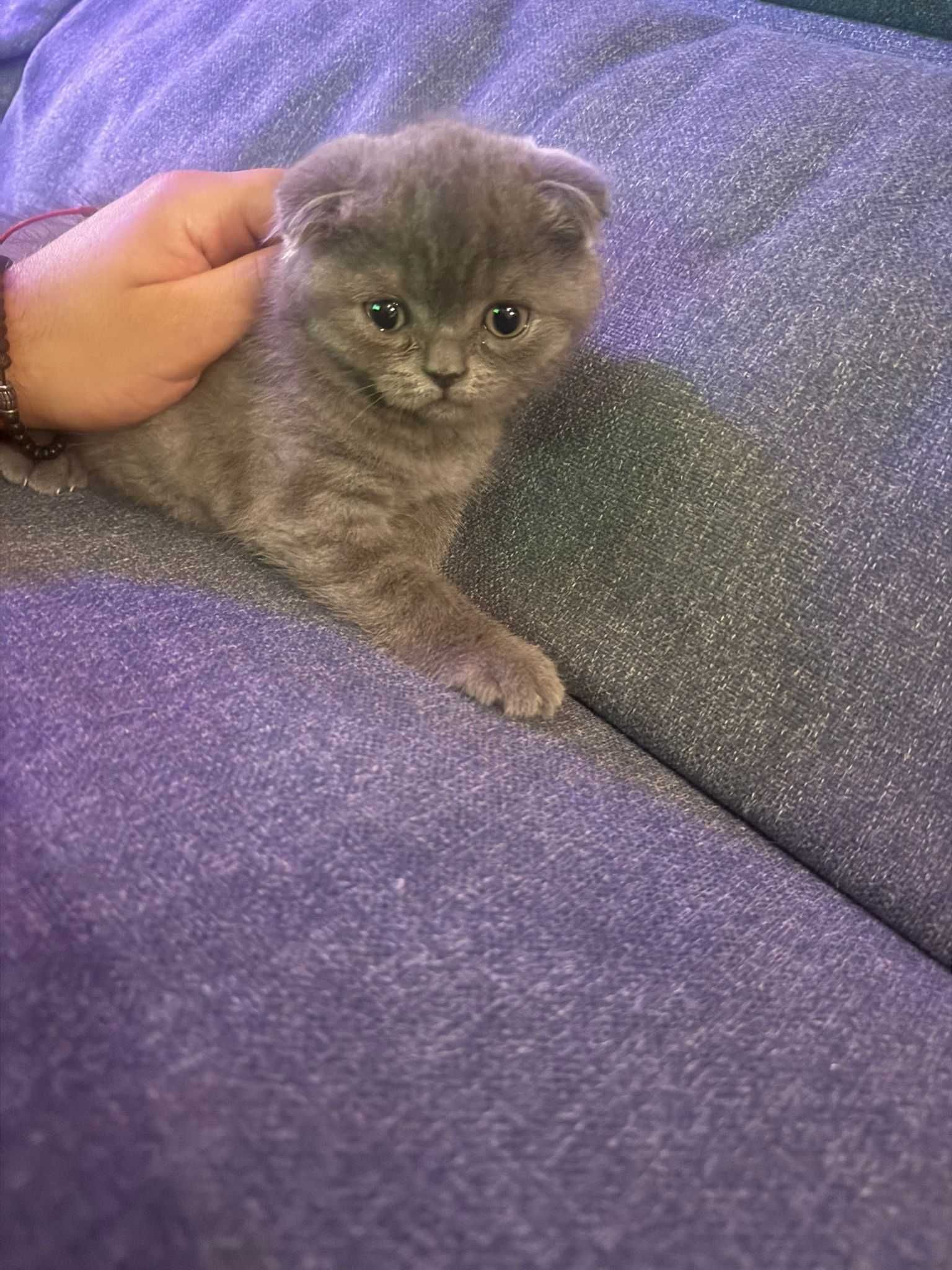 Encantadores Gatinhos Scottish à Procura de um Lar Amoroso