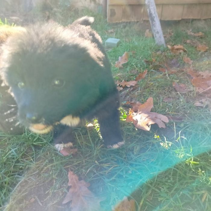 Pieski do oddania za darmo.