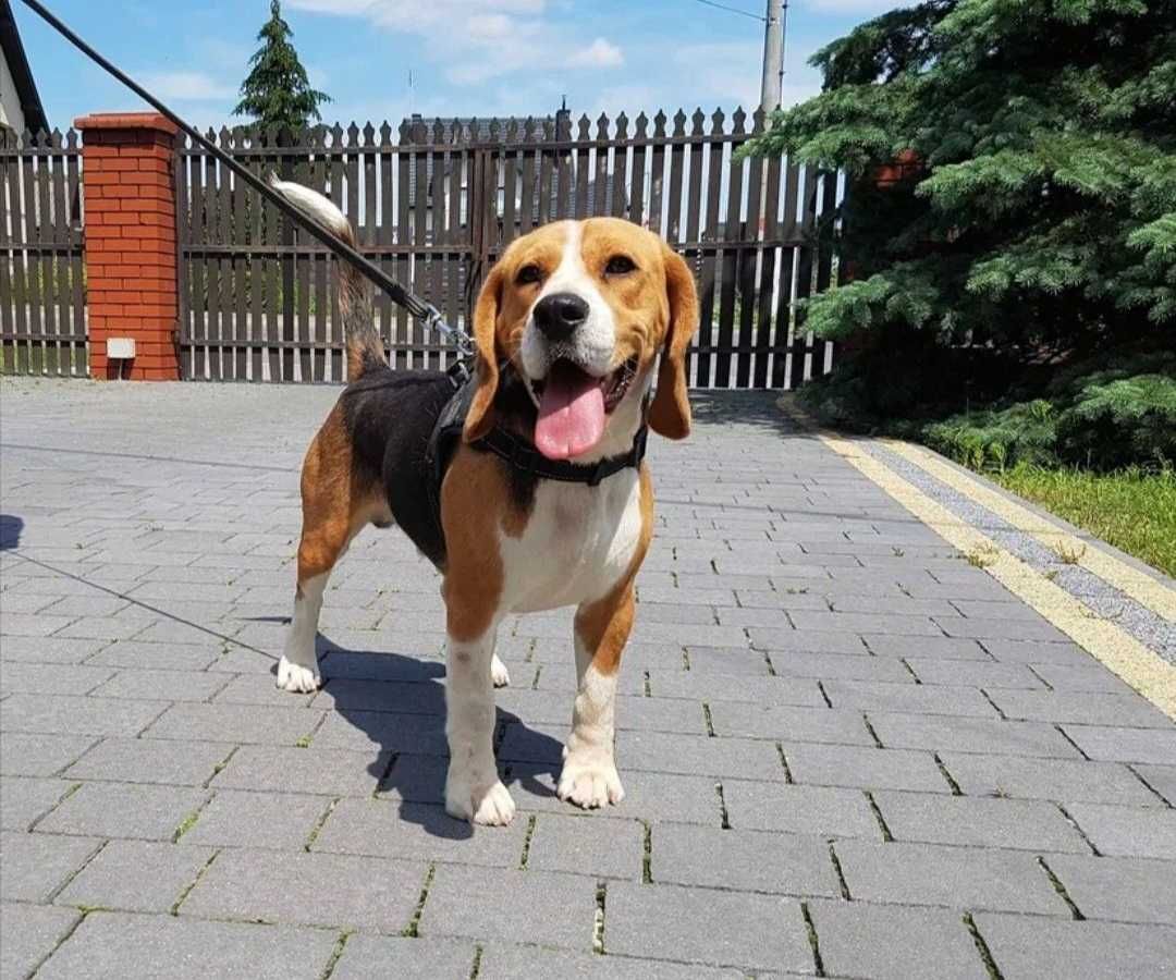 Piękna suczka Beagle bicolor z rodowodem
