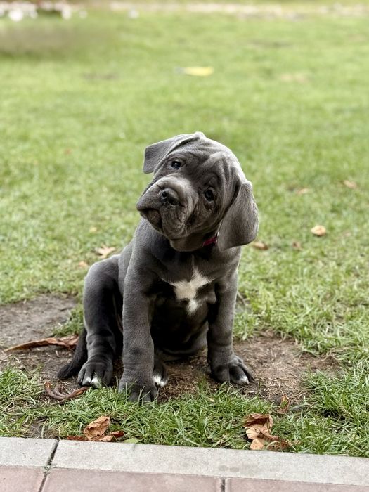 Szczeniak Cane Corso Italiano suczka blue