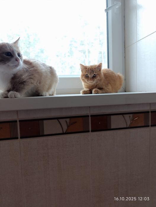 Віддам кошенят в добрі руки