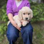 Golden retriever szczeniak