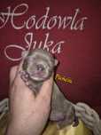 *** Chihuahua liliowa dziewczynka Pańcia  xs ***