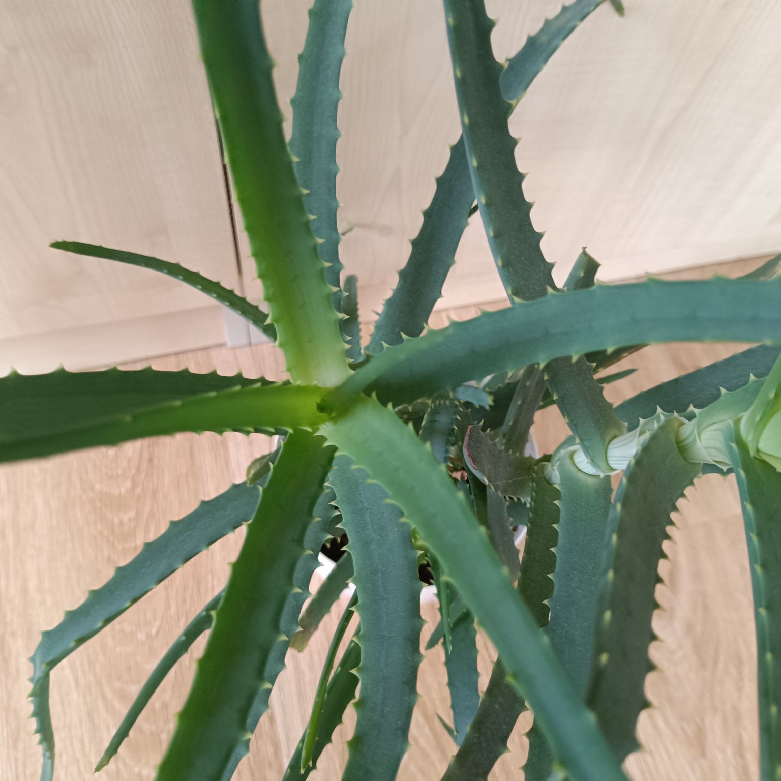 Aloes drzewiasty