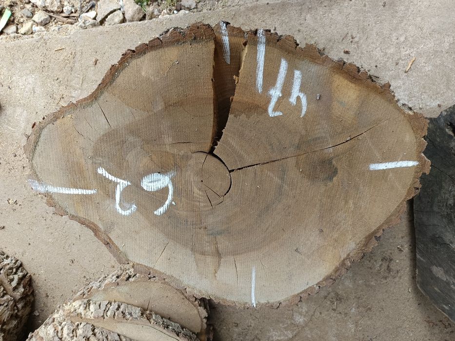 Plastry jesionowe i z orzecha włoskiego, suche  na stoliki itp.