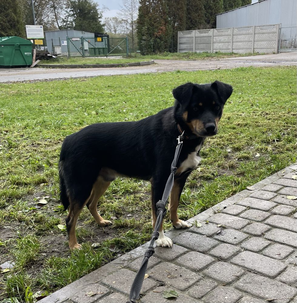 Lolek - młody pies do adopcji (za darmo)