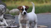 Piesek Jack Russell Terrier z hodowli BREFIO/badania genetyczne