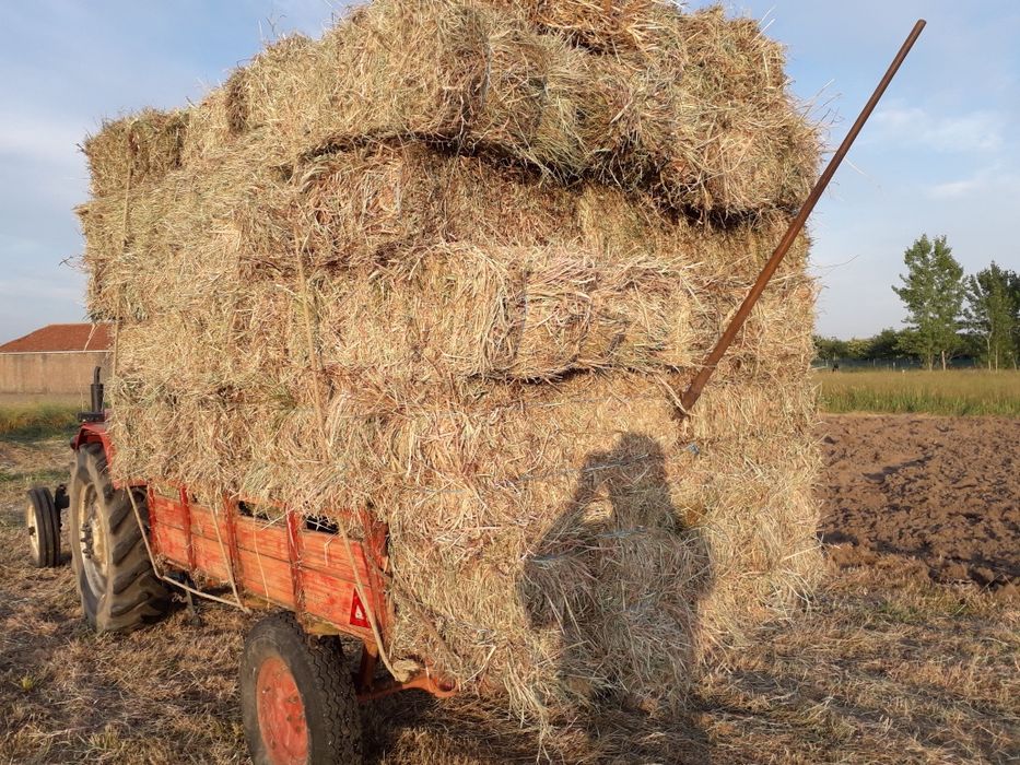 Fardos de palha azevem ,aveia,feno e outras variedades