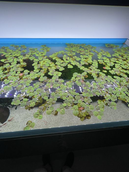 Plantas flutuantes Phyllanthus Fluitans