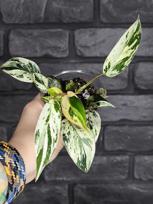 Philodendron Emerald Ice (King) #3