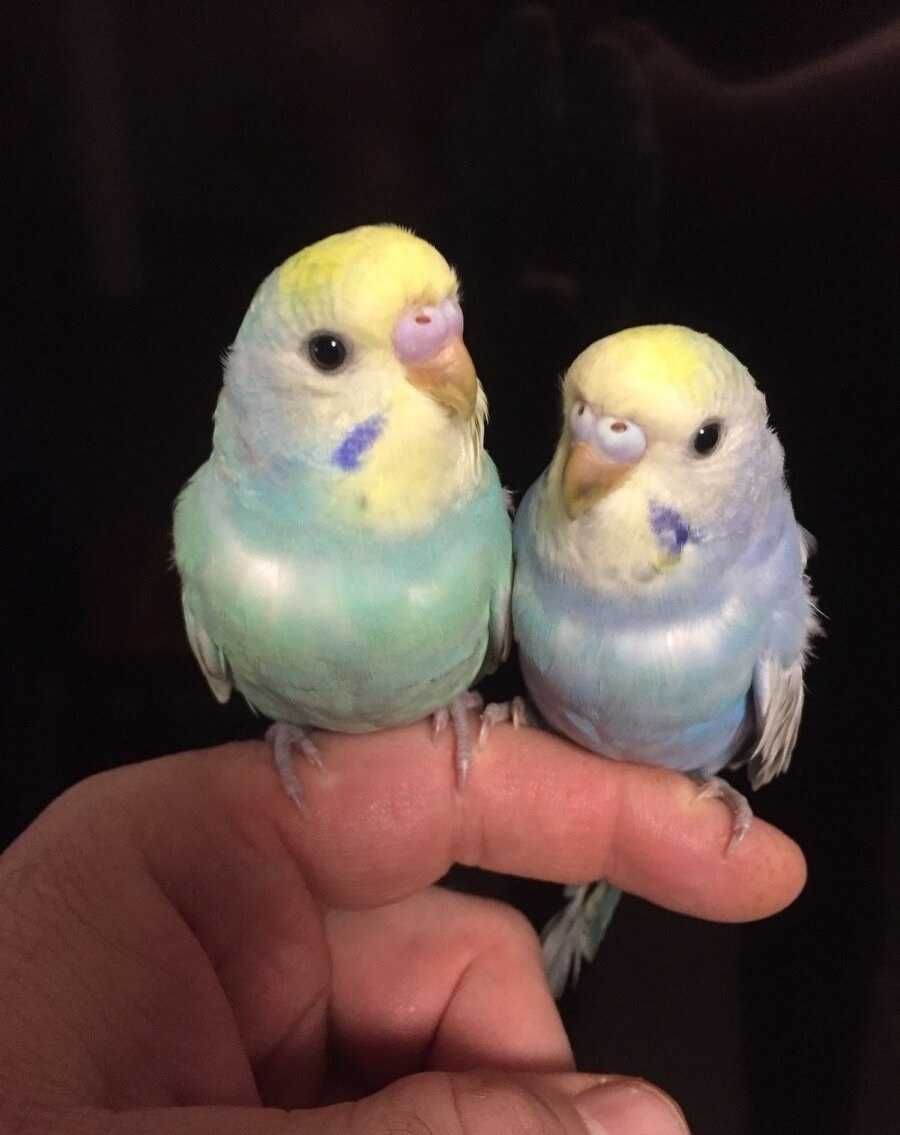 Волнистые попугаи - маленькие храбрецы готовы к новым приключениям