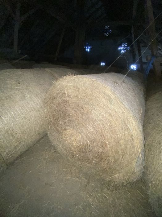 Bele siana 120cm