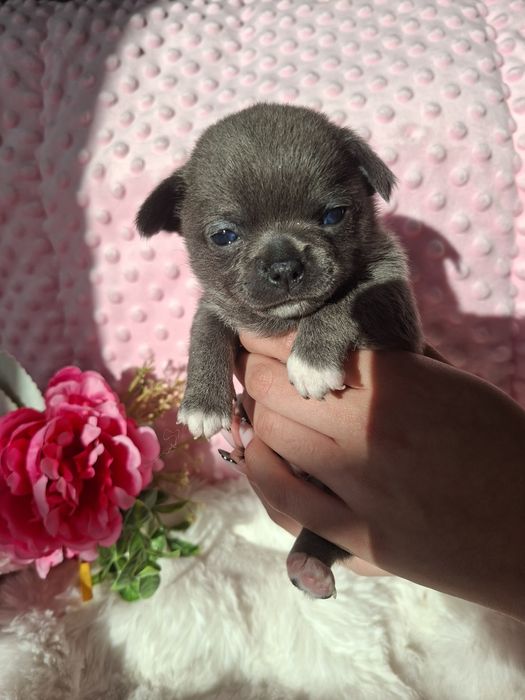 Chihuahua krótkowłosy BLUE Lolek