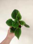 Planta Pilea Moon Valley