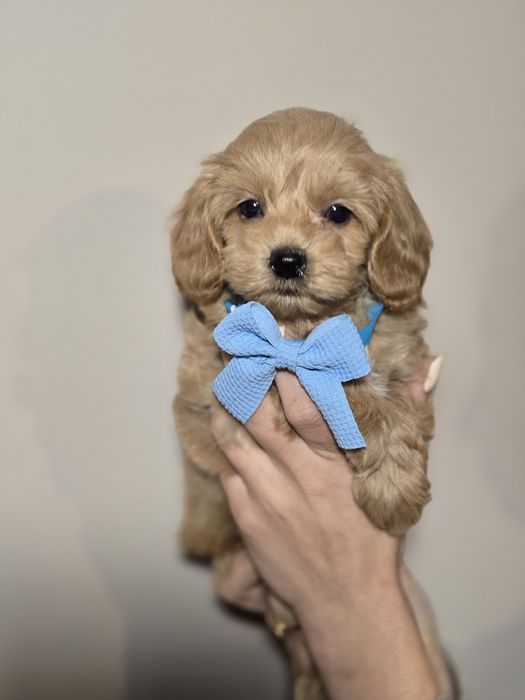 Maltipoo f1 piesek szczeniak metryka chip szczenięta