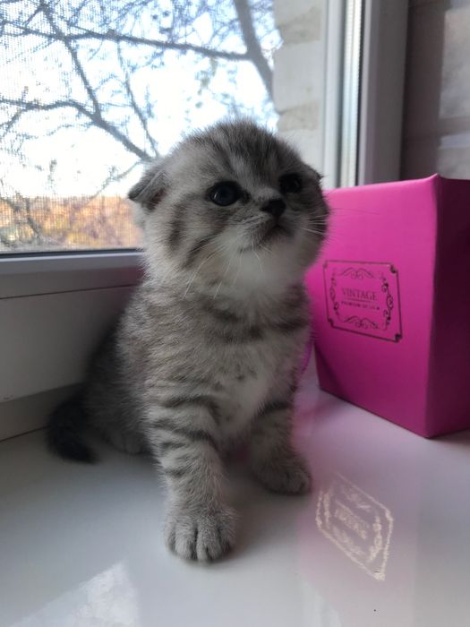 Шотландские котята