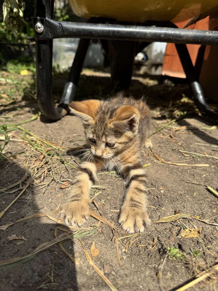 Кошечка ищет новый дом