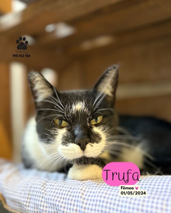 Gata para adocao (Trufa)