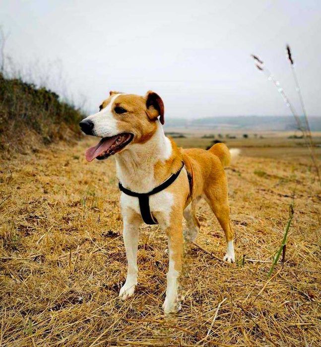 Simba - cão médio para adoção