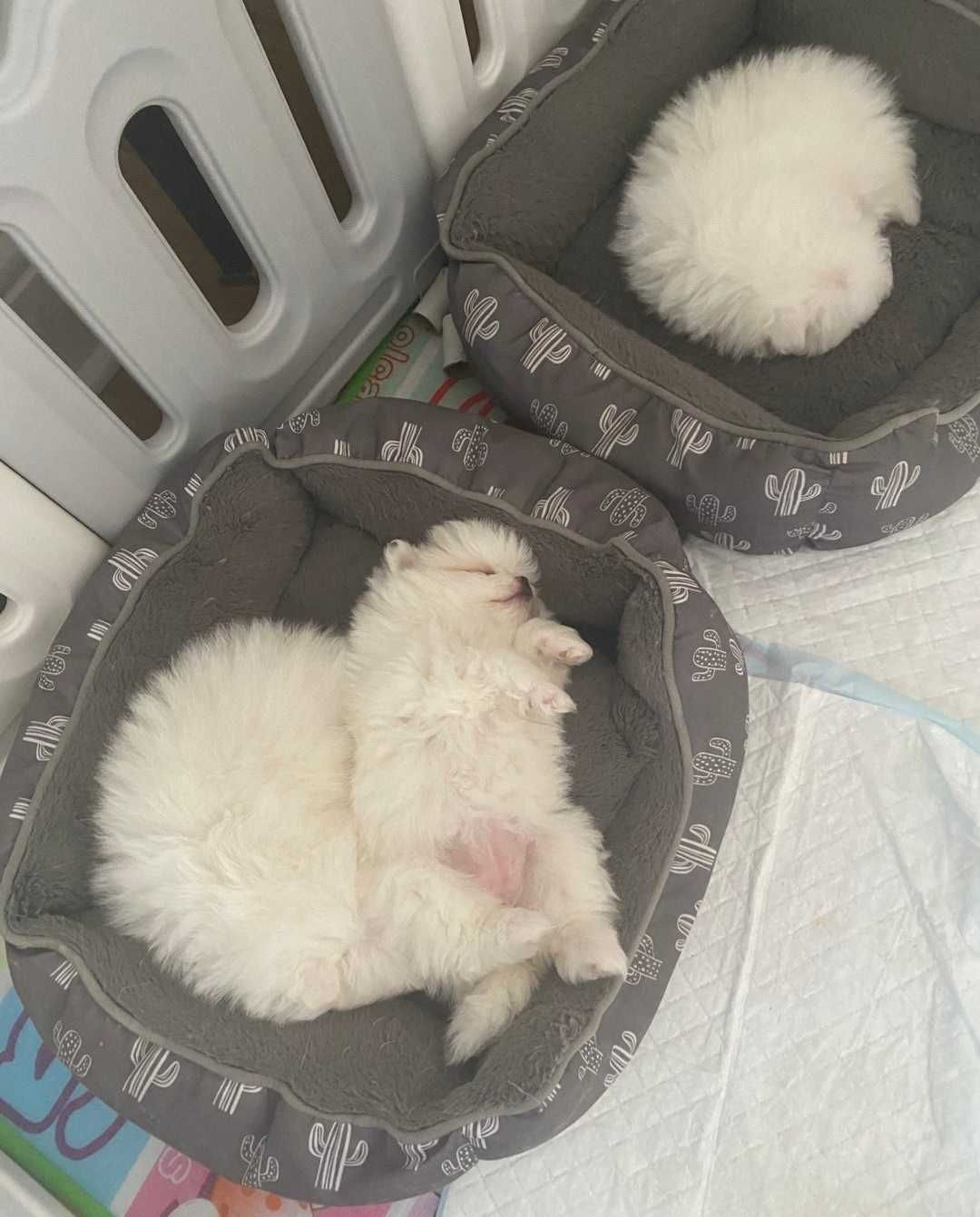 Szpic Miniaturowy Biały Pomeranian