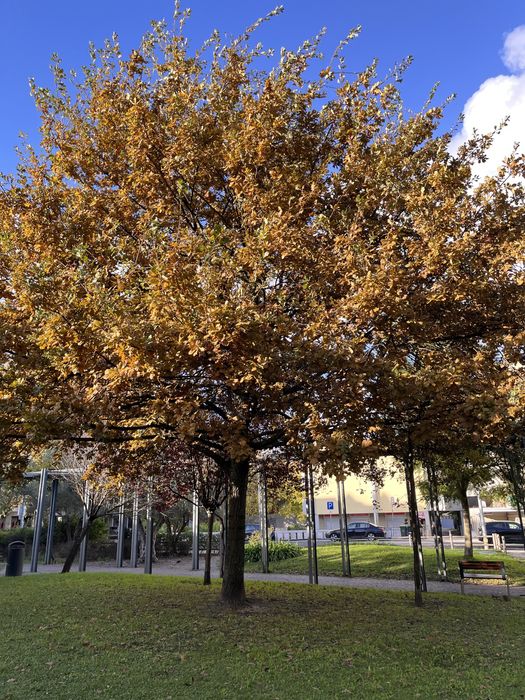 Apoio doméstico e pet-sitting