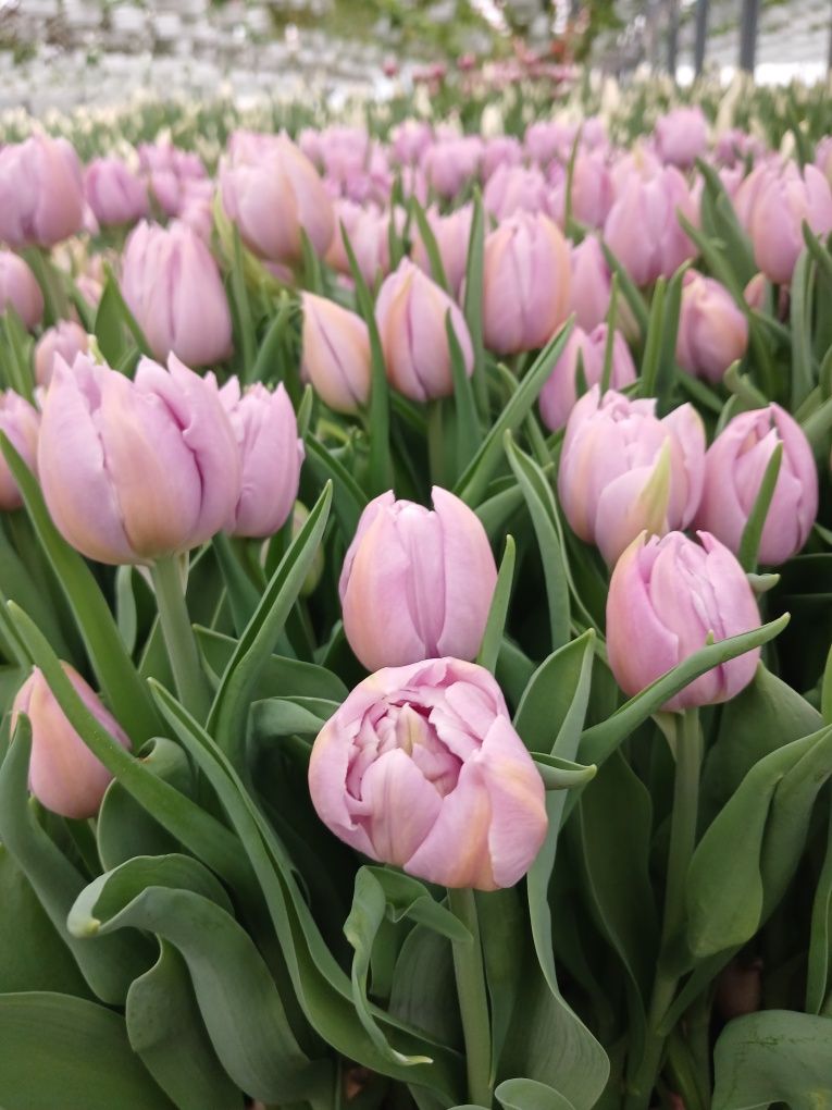 Цибулини тюльпанів Голландія після вигонки мікс різних кольорів і сорт