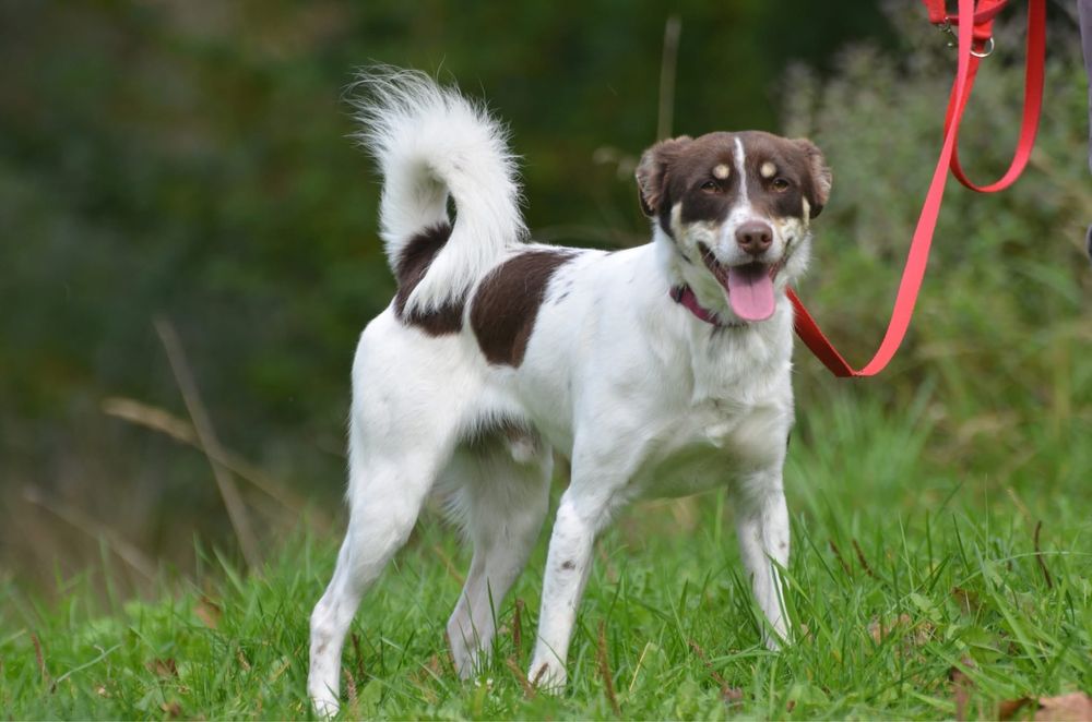 JULEK- do adopcji