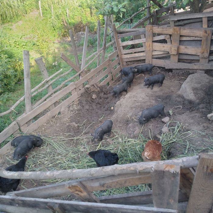 Продам поросят въетнамских