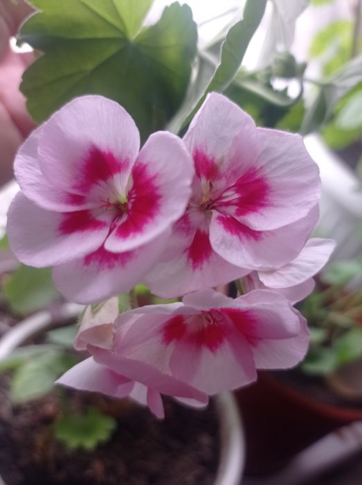 Пеларгония, герань, свежесрез