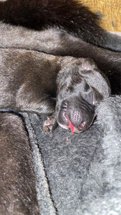 Szczeniaczki szukają domu