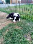 Suczka Border Collie