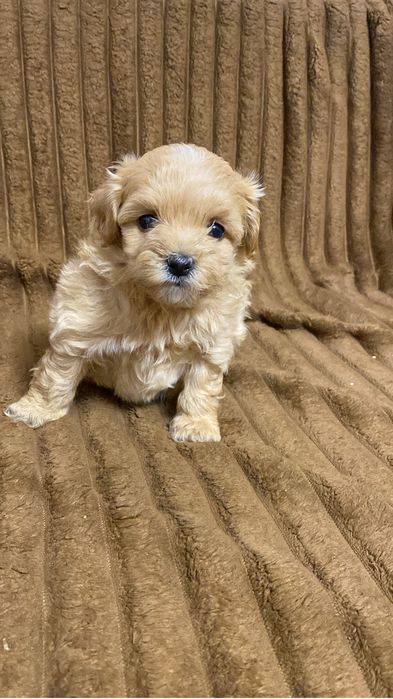 Мальтипу мини девочка