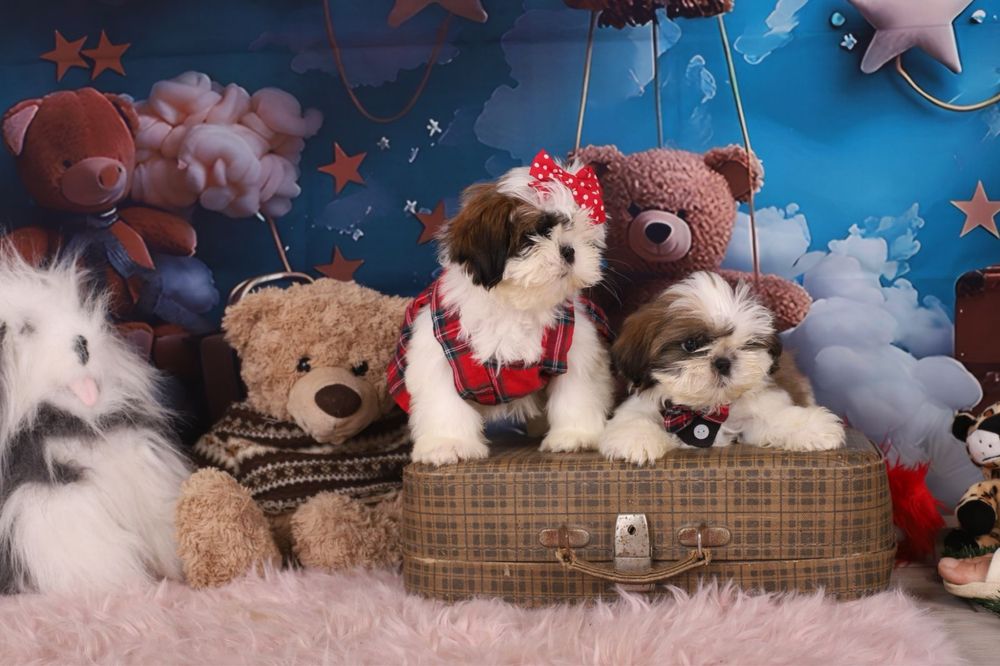 милі цуценята  ши тцу