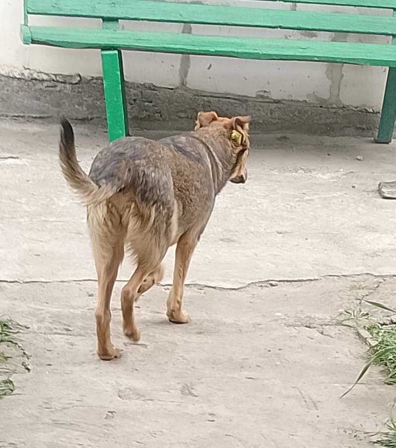 Собачка, цуценя, песик в добрі руки