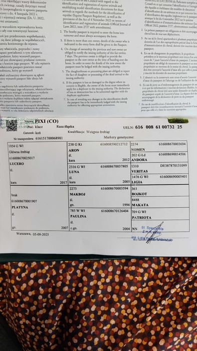 Klacz 18 letnia ze źrebakiem 5-cio miesięcznym rasy śląskiej.