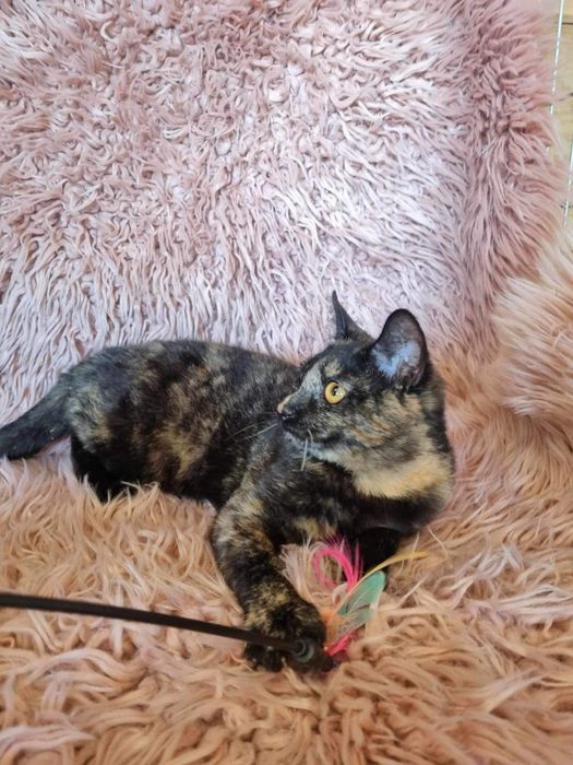 Urocze kociaki szukają domku