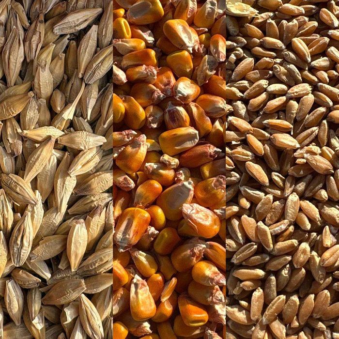 Продам Ячмінь 9гр, Пшеницю 10гр , Кукурузу 10 гр