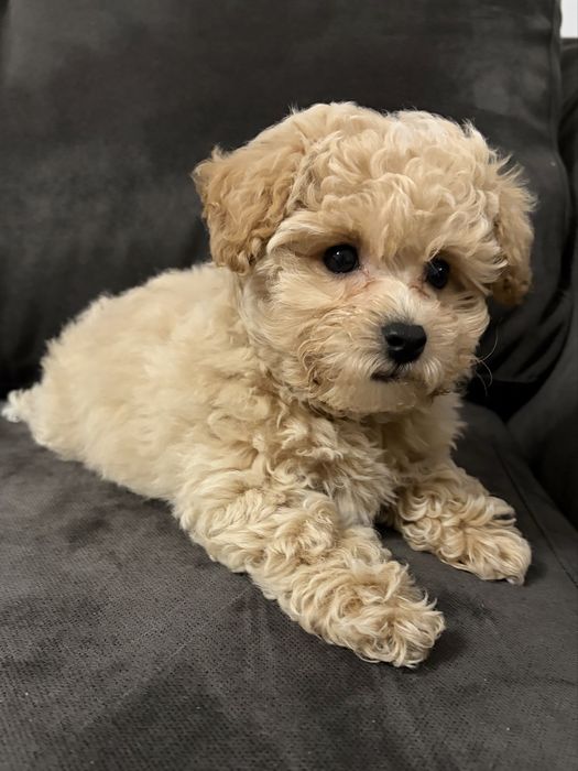 Bichpoo, Frispoo, , Pochoon, Maltipoo