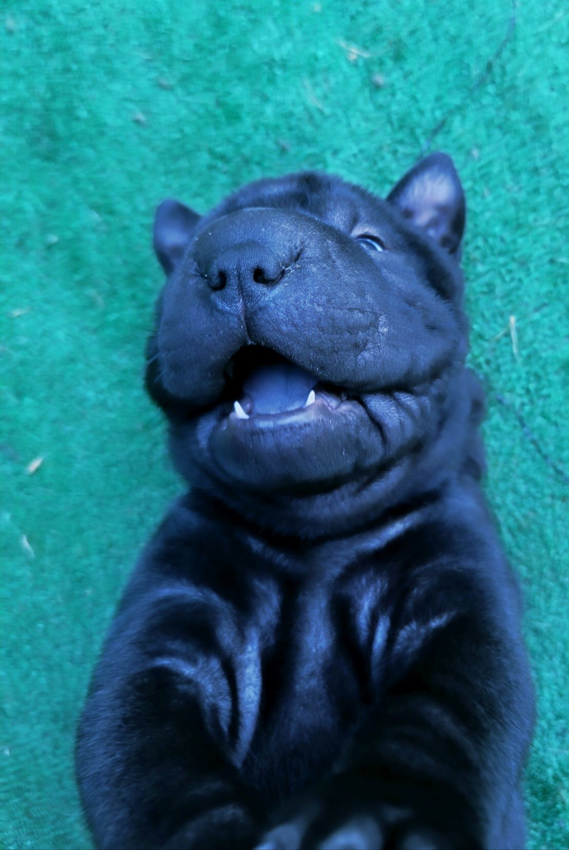 Shar pei.. bebe shar pei LOP Pedigree