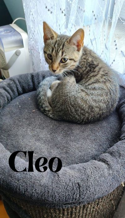 Wyjątkowa kotka o wyjątkowym imieniu poleca sie do adopcji