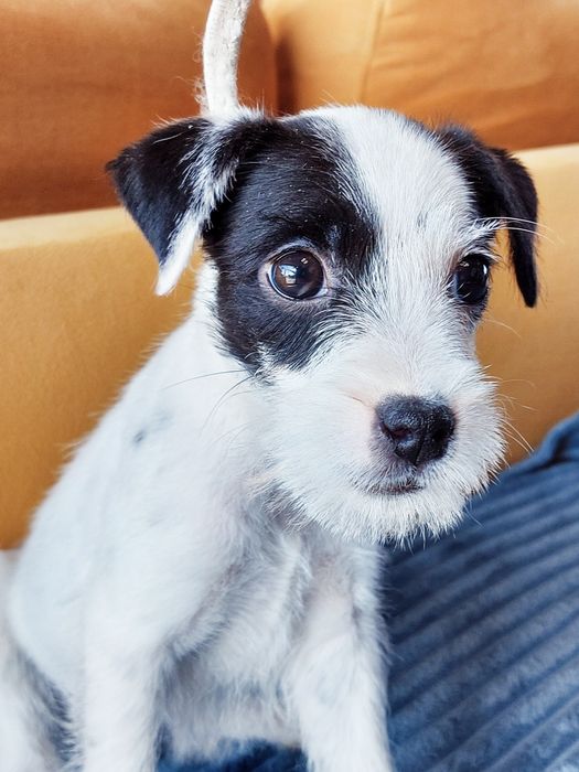 Parson Russell Terrier FCI ZKwP suczka czarno biała
