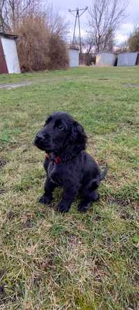 Młody Cocker Spaniel