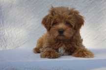 Wyjątkowy szczeniak MALTIPOO F1 Ojciec import z Chin.
