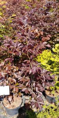 Buk purpurowy czerwony Fagus Sylvatica