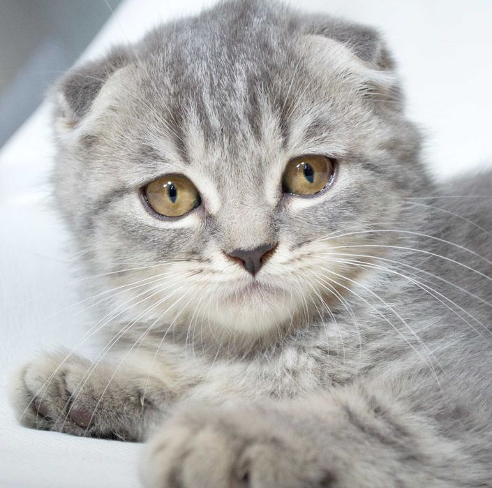 Шотландска красуня Бірка