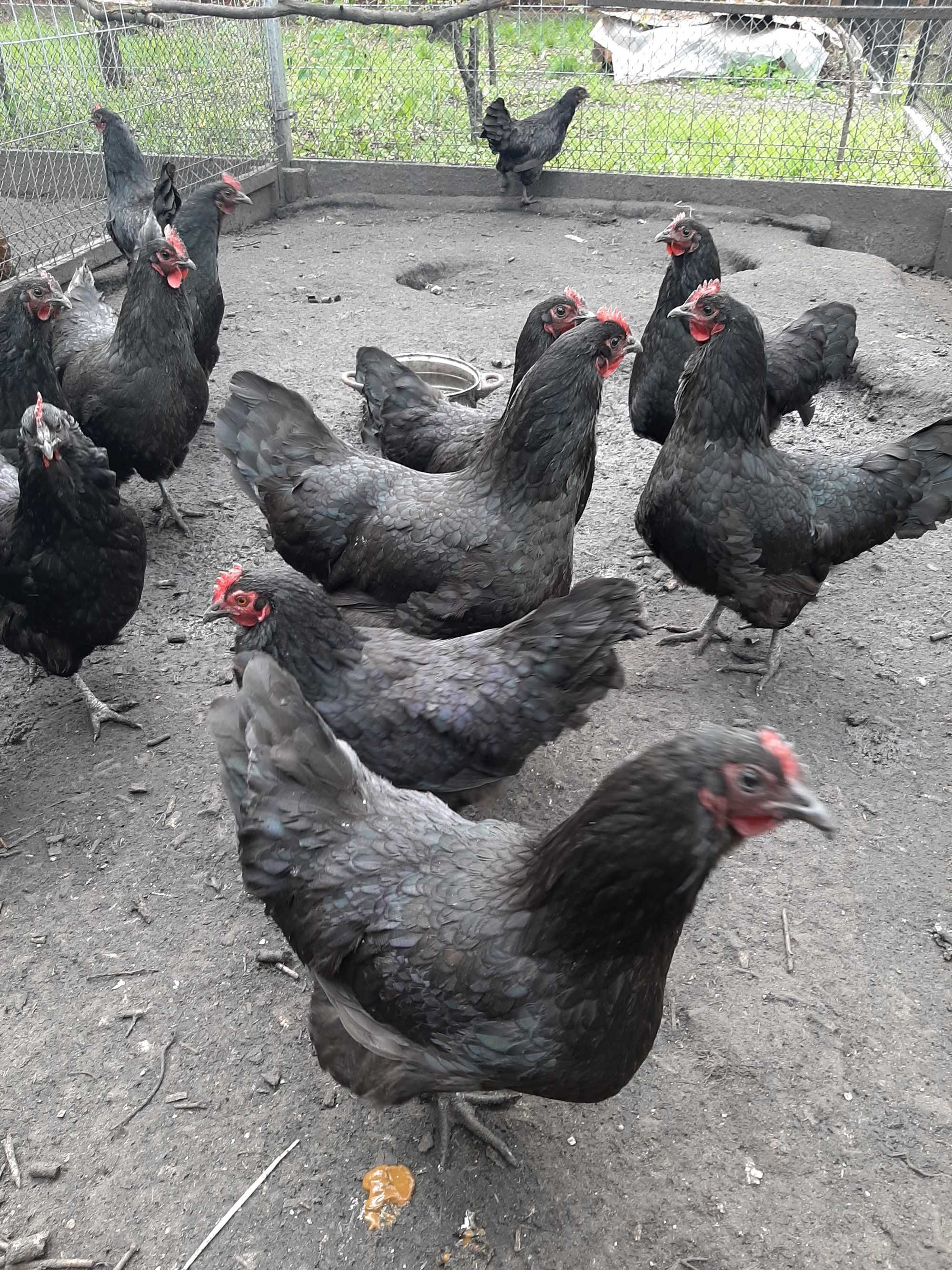 jaja lęgowe wayandotte, marans, australorp i koguty tych ras