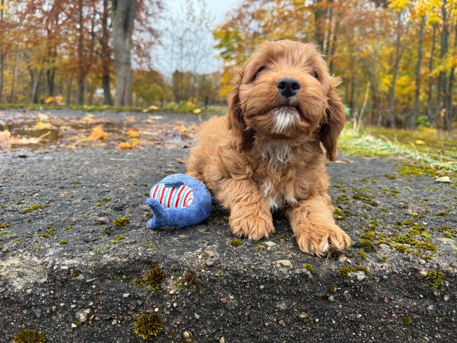cavapoo szczeniak suczka