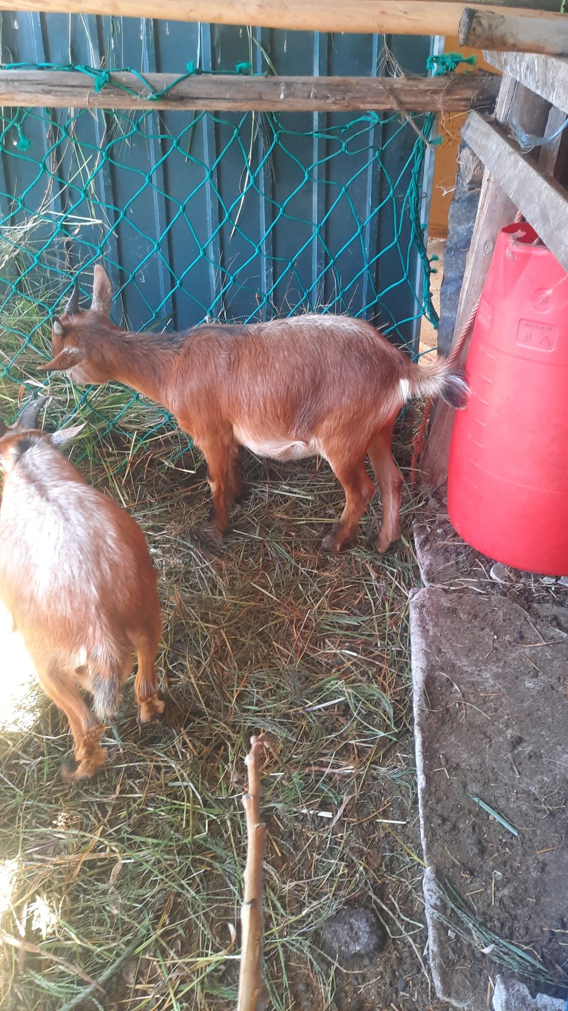 Cabras cheias anãs