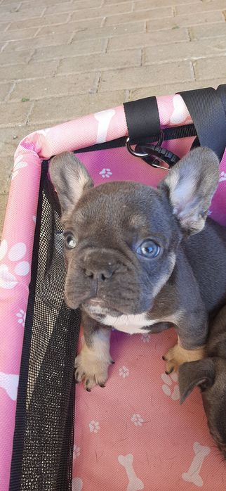 Bulldog Francês blue tan